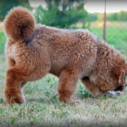 Litter C - Parents: Cola with Vadim