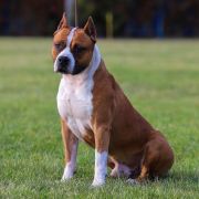 Cans Juansa Triton-Fire