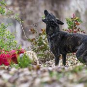 Bahama Black Beck Herders 