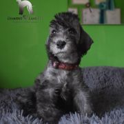 PINKI Diamond Lamb