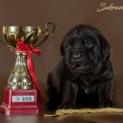 Sakramentos J' Gi-Ven-Shy Nikole 