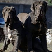 Francesco Maestral Kennel Z Montenegro 