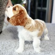 Xander Ex imo Corde (FCI)