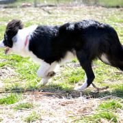 Rollingbones BILLIE THE KID