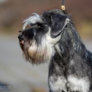 THAT S THE POINT Z SARDANU