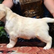 ZELDA QUEEN OF HEARTS Chakville