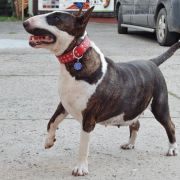 Ch.PL FACE TO FACE Celtic Virus