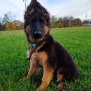 WILLOW von Gran Peregrino (FCI)