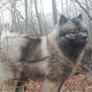 Pow Wow Shadow z Collarium