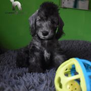 PANDORA Diamond Lamb