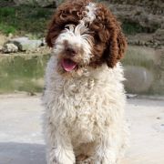 Candau de Gaudalteba