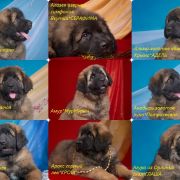 AMBER VITKENNEL ANANDA DEVI