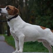 Sasquehanna (FCI) PUCEK