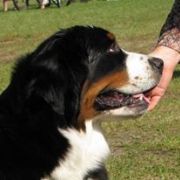 ANABELLA Wesoła Czereda FCI CH Pl, Mł.Ch PL, Club Winner, Baby Club Wi