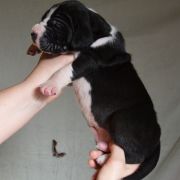 SOFOKLES Czar Olbrzyma