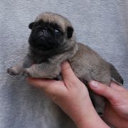 WIEDŹMIN Czar Olbrzyma