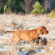 DEJA VU MATRIX Ginger State of Mind