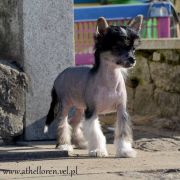 EN VOGUE Athel Loren