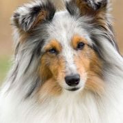 KNOCKIN'ON OWLLAND'S DOOR Lohrien