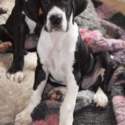 PROZERPINA Czar Olbrzyma