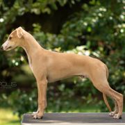 Southpoint Kilian Foxpolis [imp. POR]