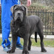 CLEOPATRA DEL' BOSCO FOLTO