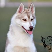 Let Me Be Your Dream Guarantee of Success