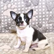 Black Hawk Emerald In Gold