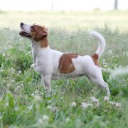 ZHASMIN HEAVENLY BLESSING