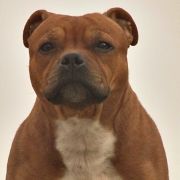 Skilful-Dogs JOCK WITH CANAVERAL STAFF