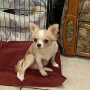 DRACO Z Ogrodu FaunyFCI