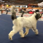 GRAPA ROUA DE PARTOS