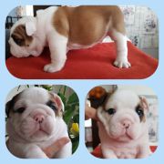 Columbus Deer Asgardville