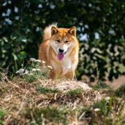 AMBASSADOR Sunichiban