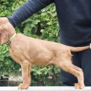 ETERNIA ZOAR Ginger State of Mind