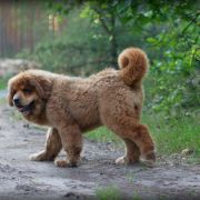 Litter C - Parents: Cola with Vadim