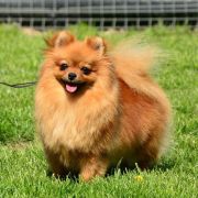 MARCYSIA Hominem Quero