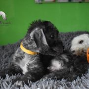 PICASSO Diamond Lamb