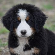 AMDROMEDA Sesto Senso 