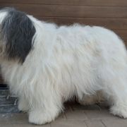 MELISA Z AGAPONU FCI