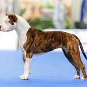 QUEEN OF SPADES VIA FORTUNA