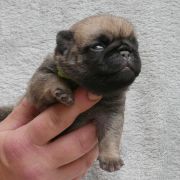 WIZYMIR Czar Olbrzyma