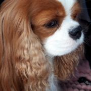 CHERIE Canis Satelles FCI