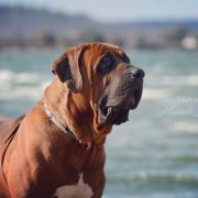 ISAMU Mazurski Samuraj