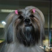 VChPL, VWCL, ChPL, JChPL ENIGMA Mały Budda