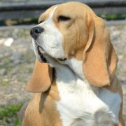 INFANTA ISABELLA DARLING JOY