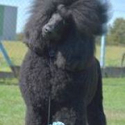 INKYSTONE JASET ADVENTURE