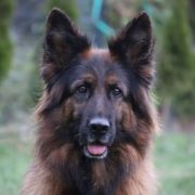 Ukraina von Skorpionenblut