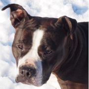 AMAZING PEARL Power-Staff