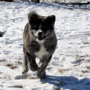 A’DORI Akai Kitsune